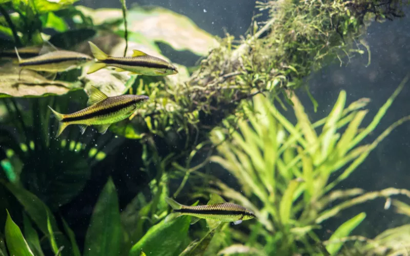 aquarium fish thrive strong current